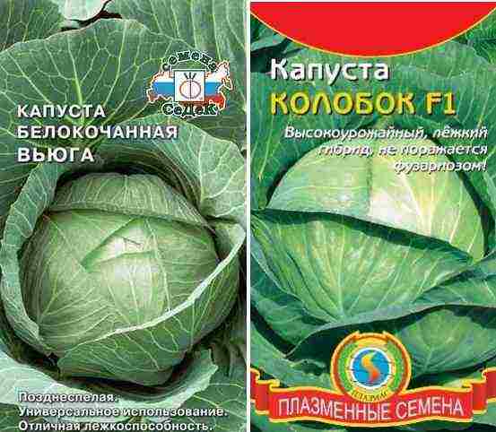 лучшие голландские сорта капусты