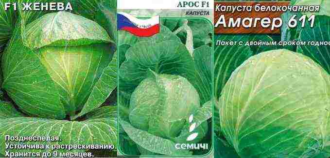 лучшие голландские сорта капусты