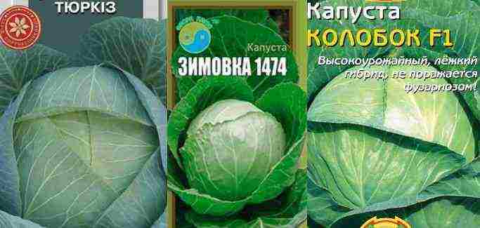 лучшие голландские сорта капусты