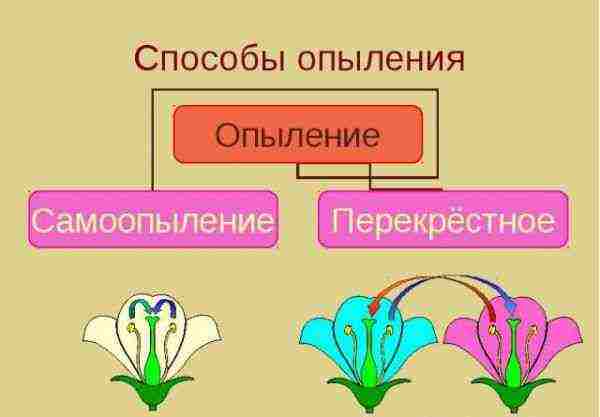 лучшие сорта огурцов тепличные