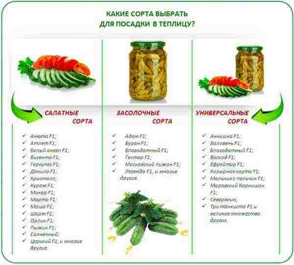лучшие сорта огурцов тепличные