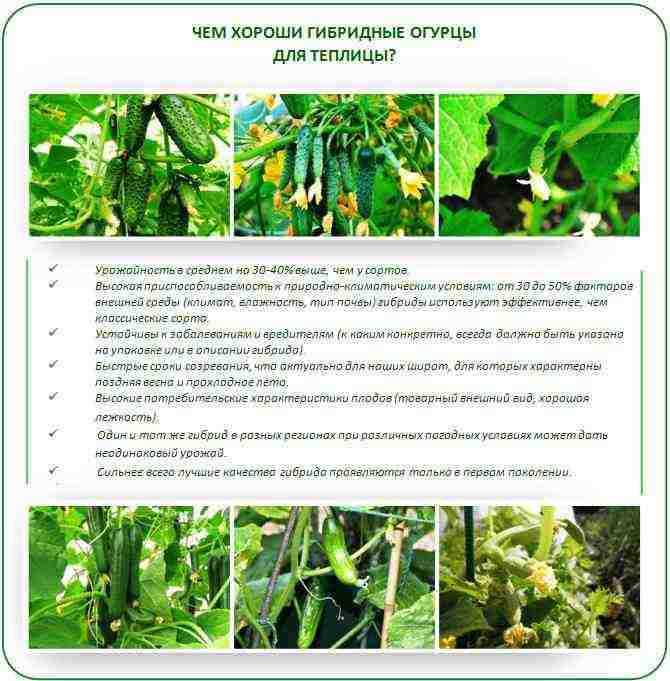 лучшие сорта огурцов тепличные